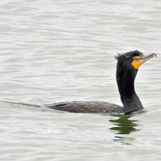 Breeding adult Breeding adult