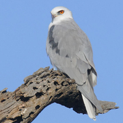 Adult Adult